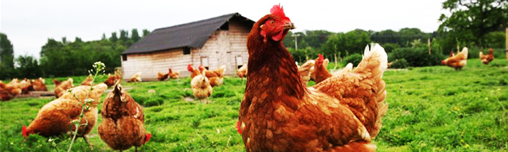 WELCOME TO TOPMAN FARMS